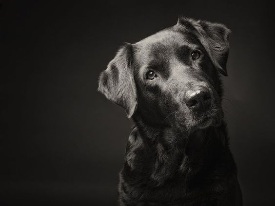 How to take dog portraits. Some very unusual ones shown, but good tips and tricks too.