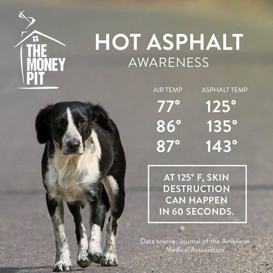 How To Tell If The Pavement Is Too Hot For Your Dog’s Feet
