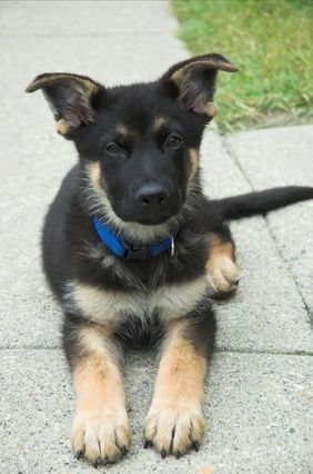How to Train German Shepherd Puppy: Going to need this pin for the future! :)♥