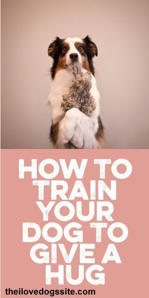 How To Train Your #Dog To Give A Hug! :) #DogTraining