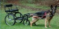 How to Train Your Dog to Pull Carts | eHow