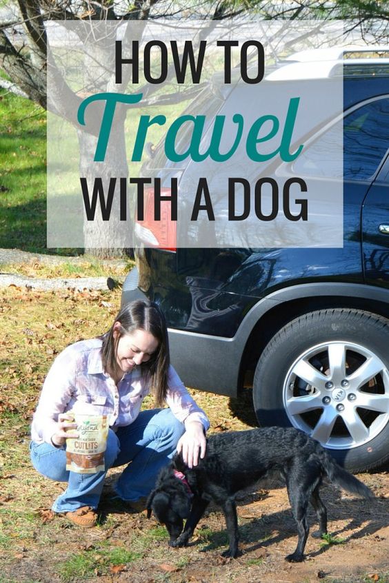 How to Travel with a Dog | Animals - Very Erin Blog
