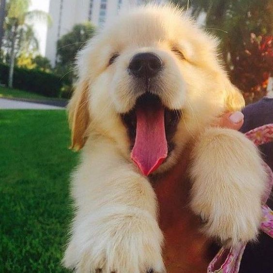 How would you like to hold this cute Golden Retriever puppy next?