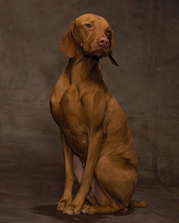 Hungarian Vizsla poses for a studio portrait #dogs