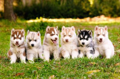 Huskies come in all colors!