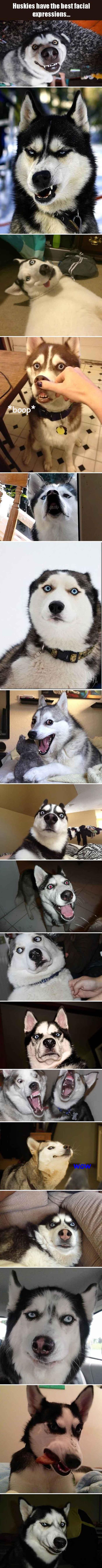 Huskies Have The Best Facial Expressions 17 Pics