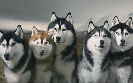 Huskies Huskies are probably our favorite dog on this list purely from the perspective of their appearance. Huskies are