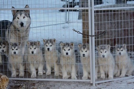 husky puppies who will grow up to be sled dogs
