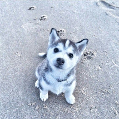 Husky Puppy at the Beach