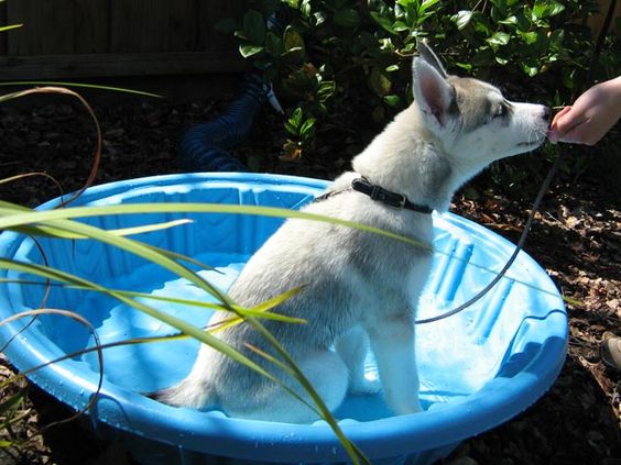 Husky puppy Lara doing a Sit in her little puppy pool.