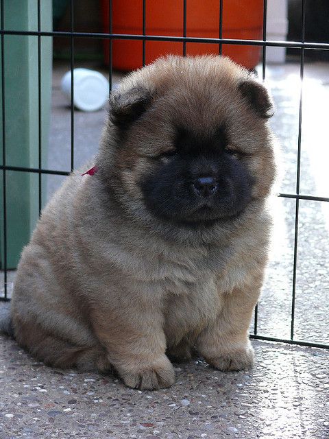 I always had Chow Chow's as a kid. I remember having a black one & a brown/red one. They are such beautiful dogs.