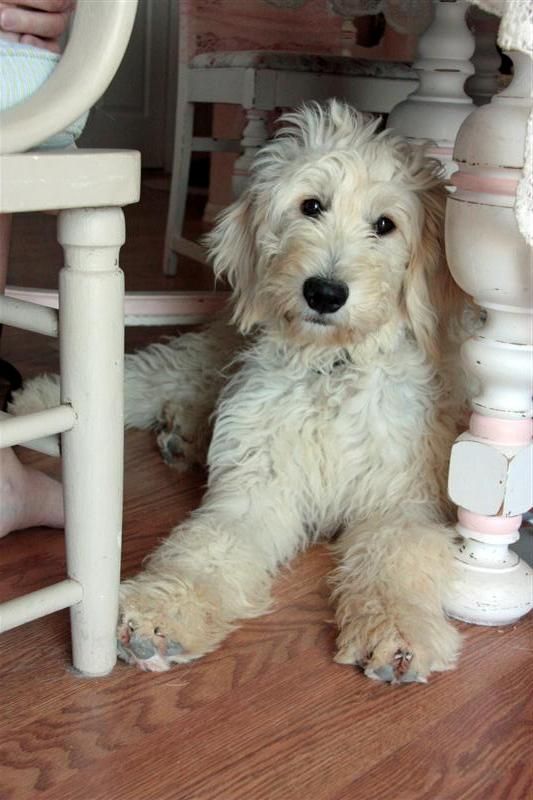 I always wanted another golden doodle that was female and white for jack to hang out with. I'd name her Jill. ♥