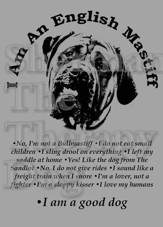 I Am An English Mastiff T-shirts by ShermanTheTherapyDog on Etsy