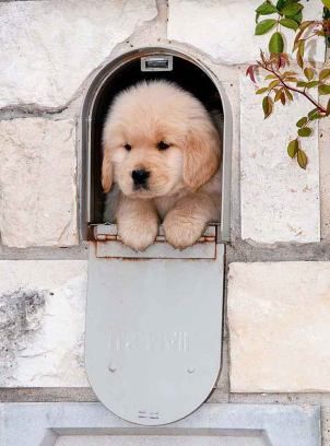 I definitely would not mind if I got a puppy in the mail! This little guy is pure fluff, and pure cuteness!
