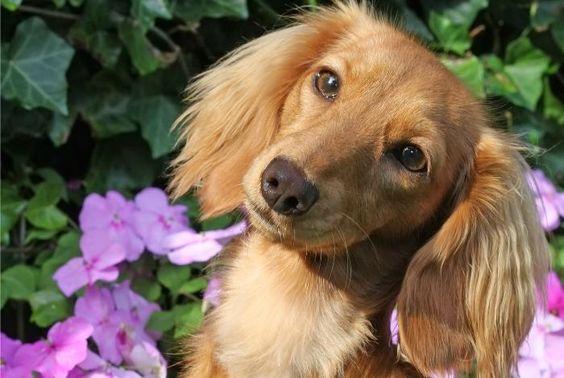 I didn’t necessarily choose to become a Dachshund owner. I mean I CHOSE to adopt Chester but I had to idea about Dachshunds when he came into my life. I was a clueless Dachshund owner for yea…