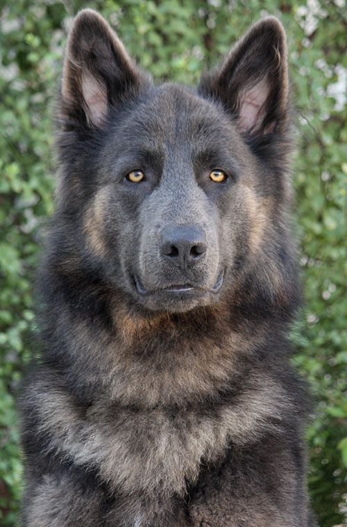 I didn't think he was a purebred GSD until I clicked the link. His coloring is incredible