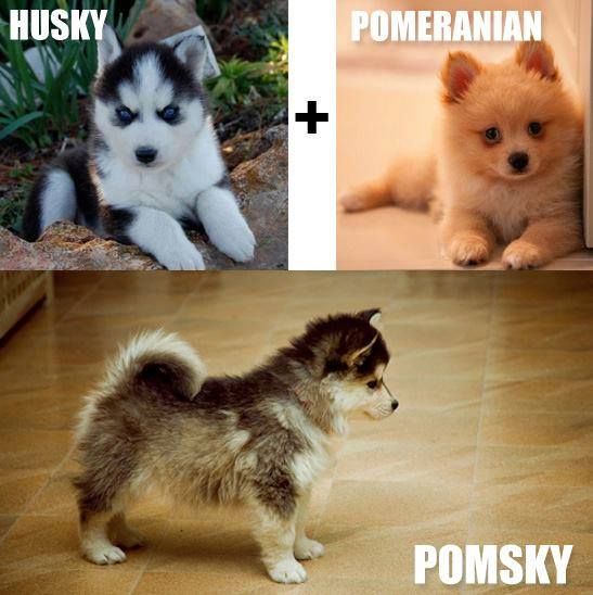 i dont like small dogs that much but this thing Pomsky is a ...ADORABLE!!!