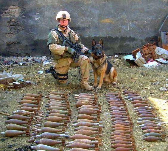 I found ALL this! Military Working Dog (MWD)