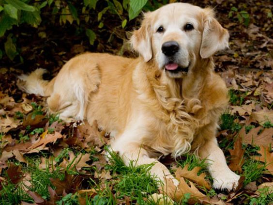 I got: Golden Retriever! Which Dog is Right for You?