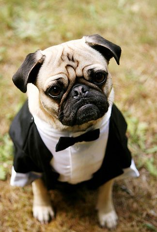 I guess Napoleon will wear a traditional tux. 4SALE RING BEARER TUXEDOS - Weddings