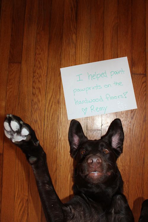 I helped paint paw prints on the hardwood floors! This is so cute, the dogs face is priceless.