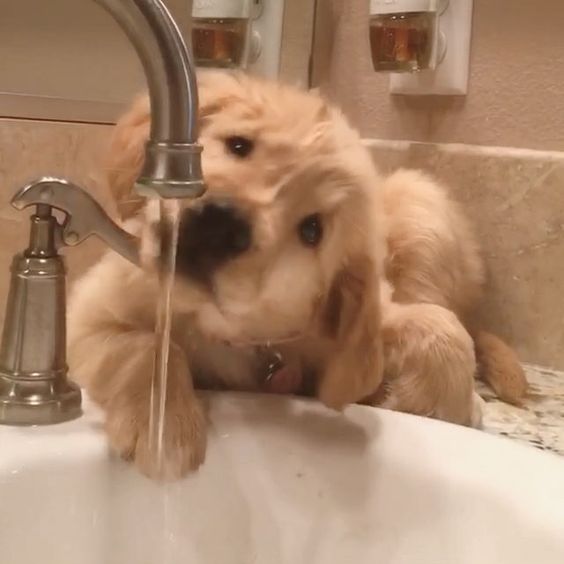 I hope this video of a golden puppy will gives you a smile and makes your day a bit better! ⠀⠀⠀⠀⠀⠀⠀⠀⠀⠀⠀⠀⠀⠀⠀⠀⠀⠀⠀⠀⠀⠀⠀⠀⠀⠀⠀⠀⠀⠀I love to share some of our friends with you all! This goldenpuppy is @goldenpuprosie! Please take a look at their gallery (and don't forget to show them some love!)