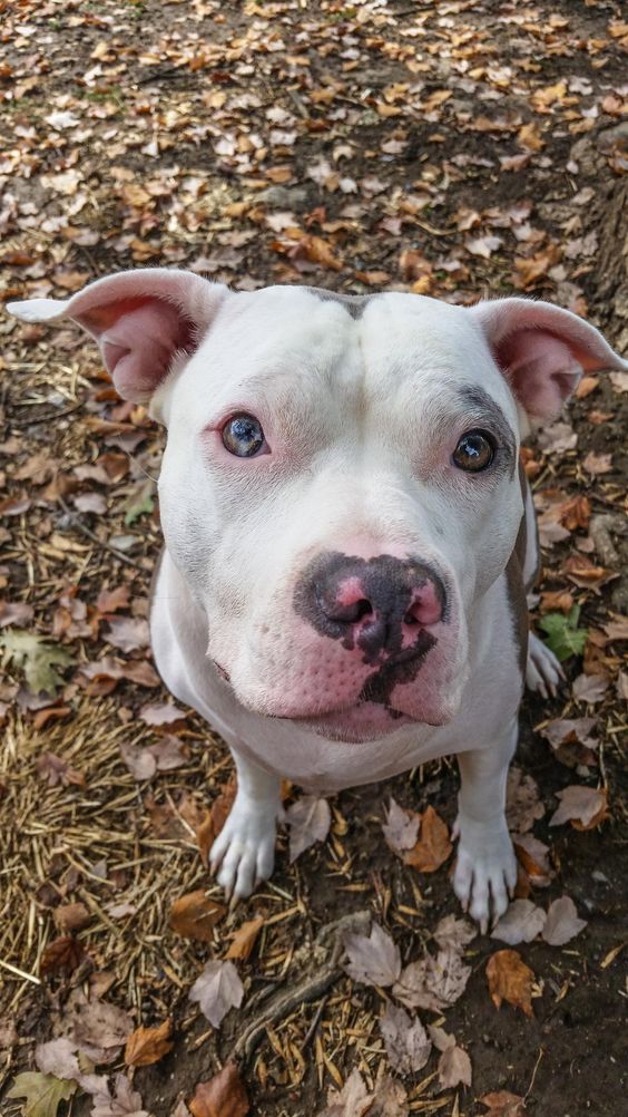 I Let A Pit Bull Near My Baby: This Is What Happened (IMAGES)