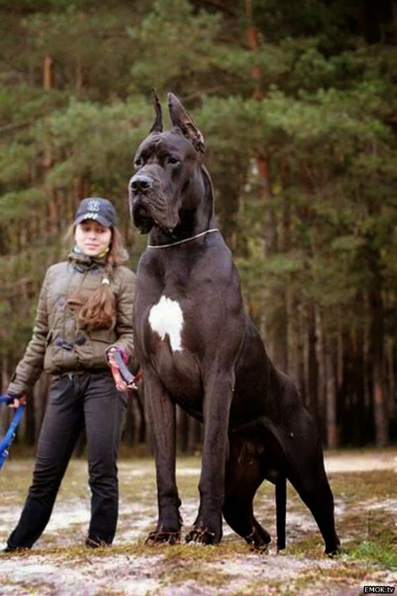 I Love all Dog Breeds: 5 Dogs even bigger than thier owners