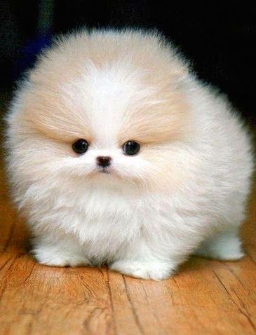 I Love all Dog Breeds: 5 Sweetest Teacup puppies you have ever seen