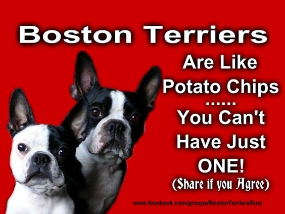 I love Boston Terrier's if you dont know and if you're looking to adopt one of these awesome pups, check out the Old Dominion Boston Terrier Rescue!