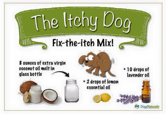 I love my dog, and I want the best for his itchy skin during allergy season