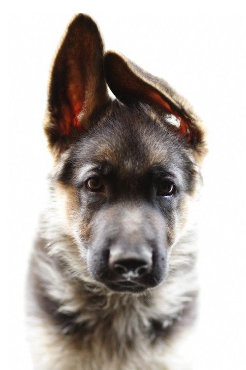 I love when German Shepherd's ears go crooked when they're puppies. Too cute!