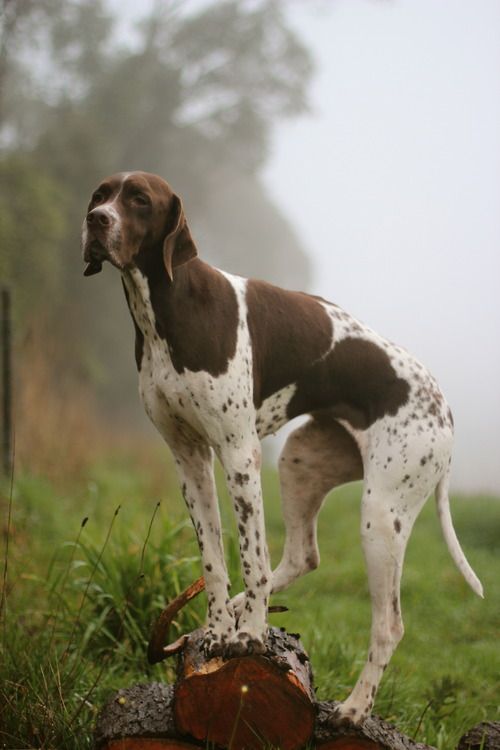 I may not be golden, but I am a beautiful gun dog who points and retrieves!!! English Pointer