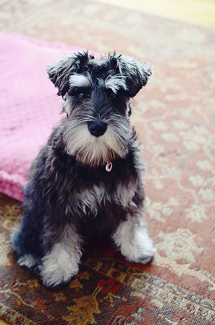 :( I miss my boys, Riley & Chancer.  Kinley still cries for them and begs for a new dog every week (just did today), heart 't wait to get another Schnauzer or  on move, you can't get here fast  (Valerie D.)