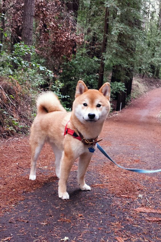 I REEEEAAAAAALLLY want a Shiba. They're so cute. Just the thought of having my own  happy, much excited, wow.