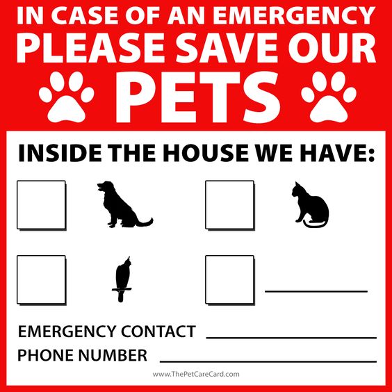 I think I have pinned something similar before - but this is such a good idea and the sort of thing that we always put off doing, so pin, print and note all your pet details and emergency contacts