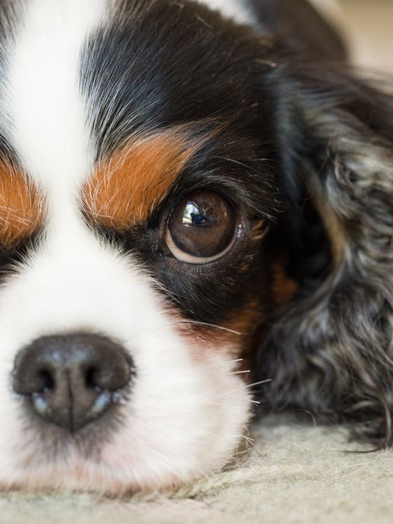 I used to have these :) Cavalier King Charles Spaniel