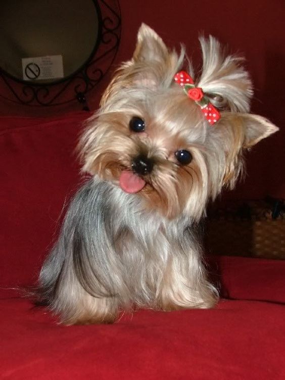 I want a tea cup yorkie! Image of Yorkie Puppies