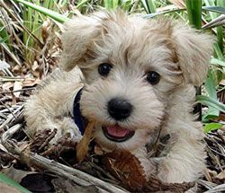 I want another Schnoodle puppy! Wonder how B would take ❤