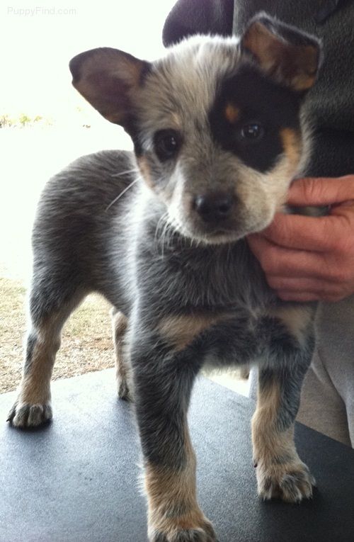 I WANT HIM!!! Australian Cattle Dog Pictures (o566qnf58y6)