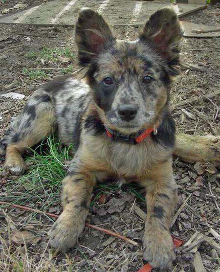 I want my first puppy to look something this (Australian cattle dog mixed with an Australian shepherd)