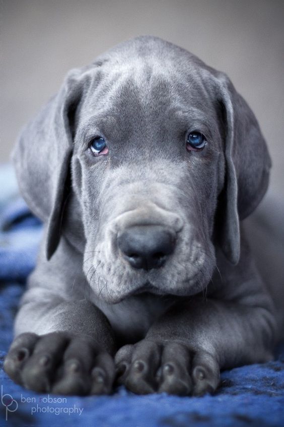 I want to say Weimaraner, but I think the snout is too wide. A Great Dane maybe? #puppied