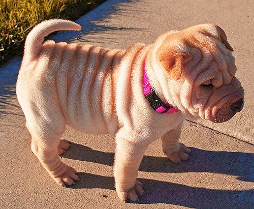 i want to squeeze this puppy! look at the fat rolls!!!