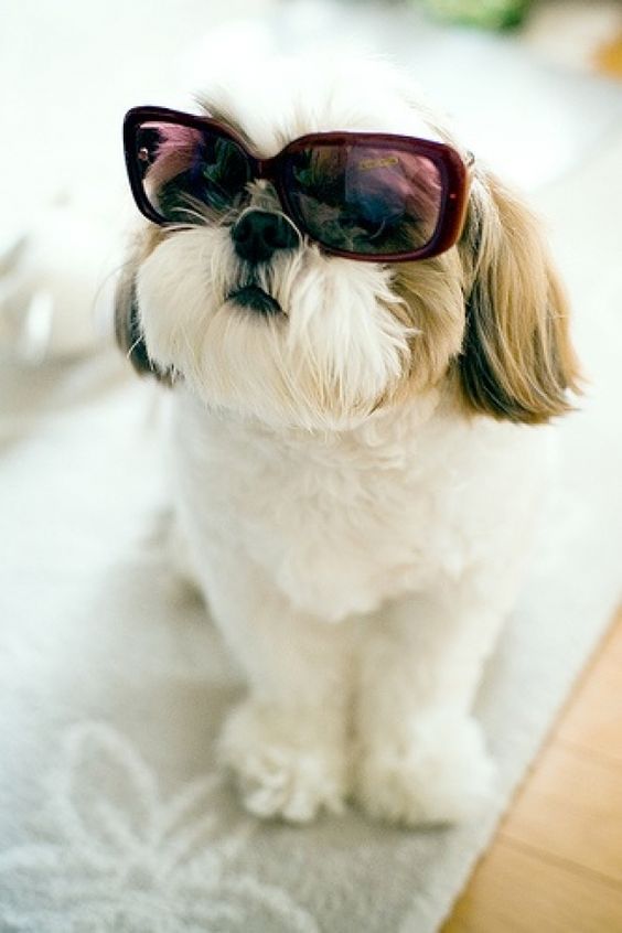 I will admit that Shih Tzus are fabulous in sunglasses.