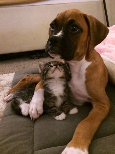 I will always look after her - cutest picture ever of boxer hugging kitten