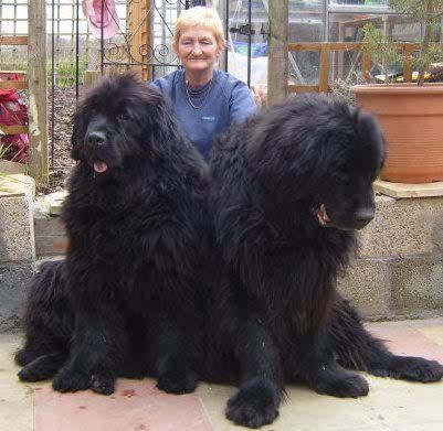 I WILL have a Newfoundland dog one day