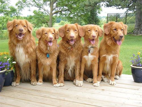 I will probably have a toller pack looking like this one day and a puggle lol