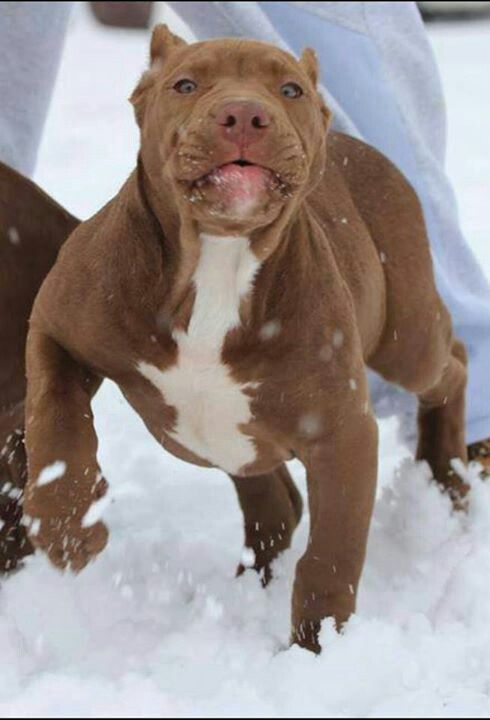 I will take a pit bull any day