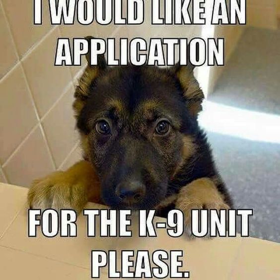 I would like an application for the K-9 unit please.