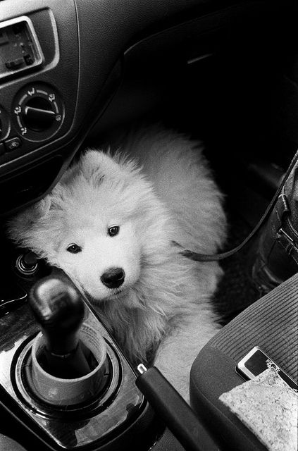 I wouldn't mind driving around with this little guy! :)